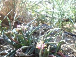 Marlothistella stenophylla